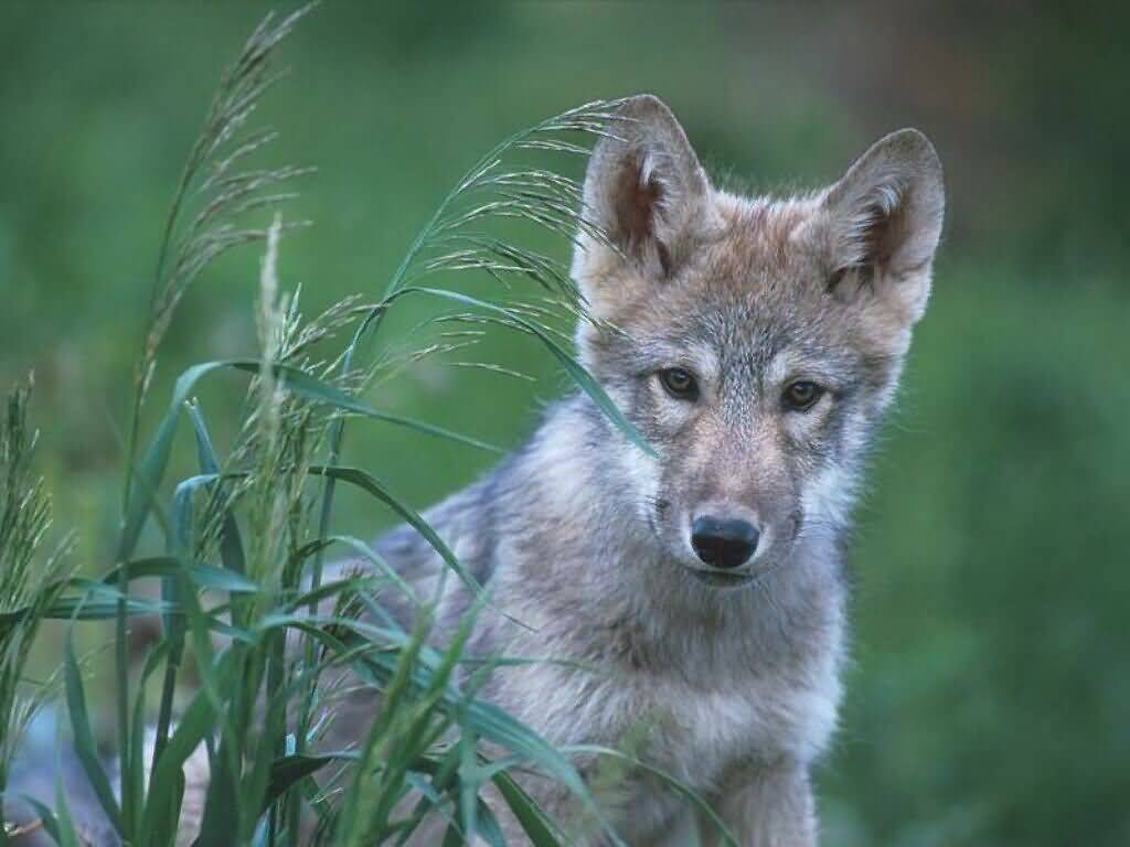 wolf